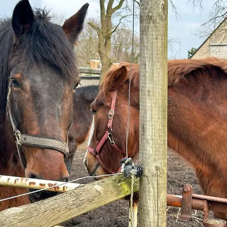 Appartamento Schilingshof Whg 3 *